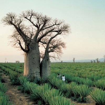 a field and a tree